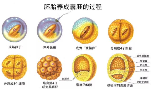 囊胚养成过程